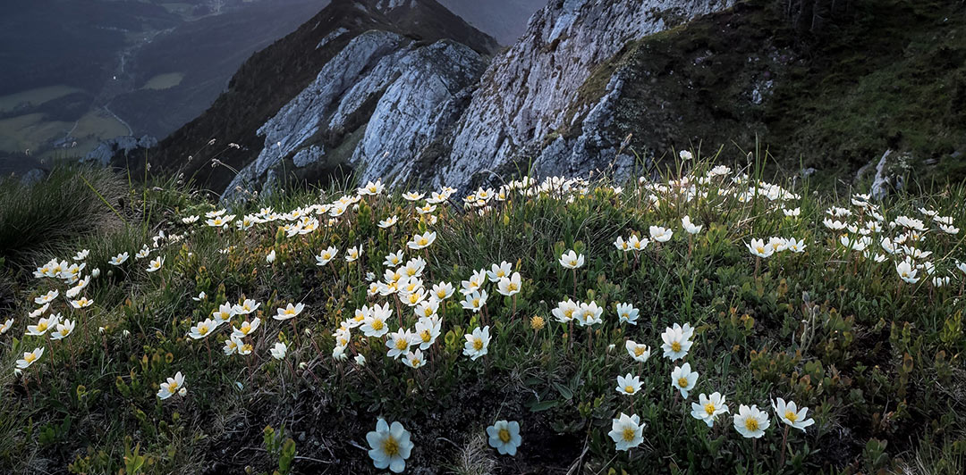 Mountain Aven flower